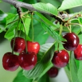 Cherry (চেরি)-এর সুগন্ধি নোট।