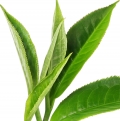 Green Tea (সবুজ চা)-এর সুগন্ধি নোট।