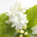 Jasmine (জুঁই)-এর সুগন্ধি নোট।
