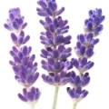 Lavender (ল্যাভেন্ডার)-এর সুগন্ধি নোট।