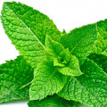 Mint (পুদিনা পাতা)-এর সুগন্ধি নোট।