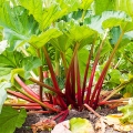 Rhubarb