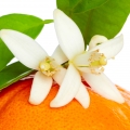 Tangerine Blossom (কমলার ফুল)-এর সুগন্ধি নোট।