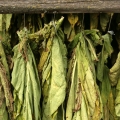 Tobacco (তামাক)-এর সুগন্ধি নোট।