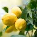 Lemon (লেবু)-এর সুগন্ধি নোট।